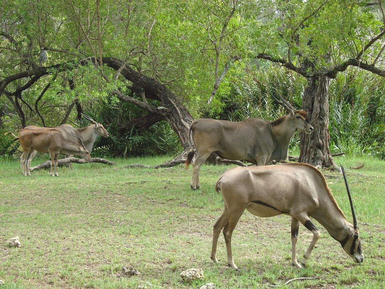 Mtwapa, Kenya